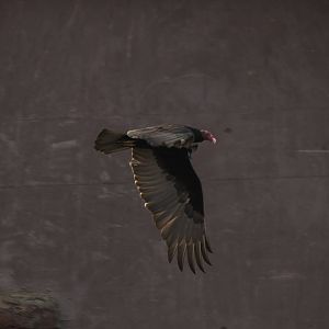 Turkey vulture, Burgers' Desert