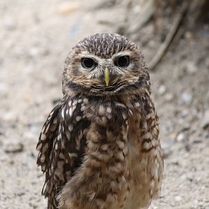 Burrowing owl, Burgers' Desert