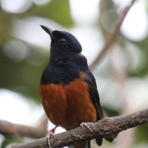 White-rumped shama, Burgers' Mangrove