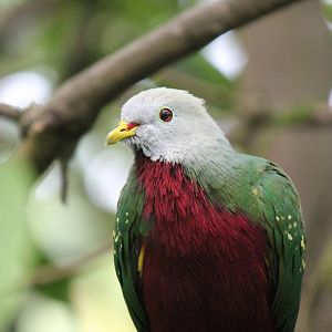 Wompoo fruit dove, Burgers' Mangrove