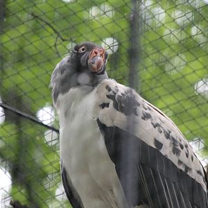 King vulture, Burgers' Zoo