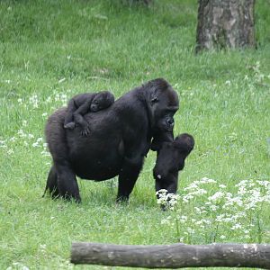 Western lowland gorilla, Burgers' Zoo