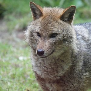 Golden Jackal, Burgers' Rimba