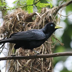 Red-rumped cacique, Burgers' Bush