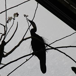 African darter, Burgers' Bush