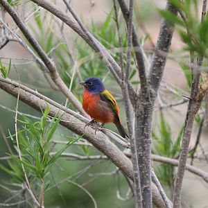 Painted Bunting, Burgers' Desert