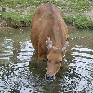 Banteng, Burgers' Rimba
