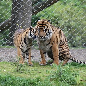 Sumatran tigers, Burgers' Rimba