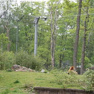 Sumatran tiger & siamang, Burgers' Rimba