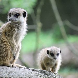 Meerkats, Burgers' Zoo