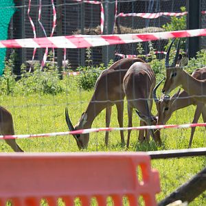 Impala herd : Whipsnade : 18 May 2014