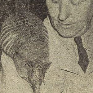 Nine-banded armadillo