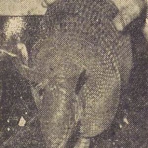 Armadillo