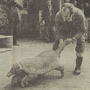 Giant armadillo