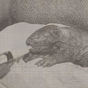 Handraising an Armadillo