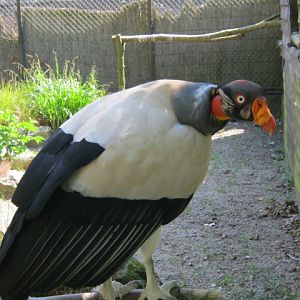 King Vulture 2014