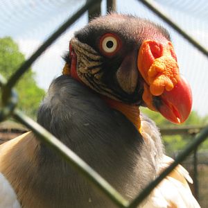 King Vulture 2014
