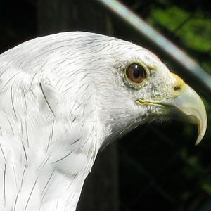 Brahimy Kite - Mindy