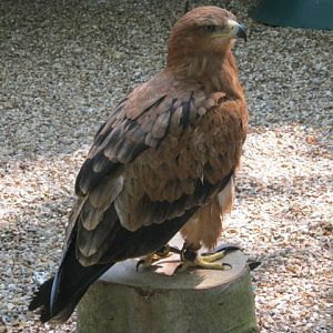 Tawny Eagle - Frodo