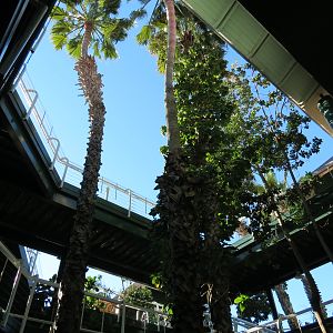 Lost Forest - Treetops Complex