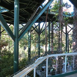 Lost Forest - Treetops Complex