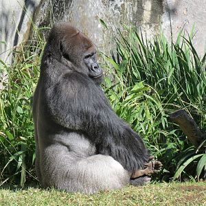 Lost Forest - Gorilla Tropics - Western Lowland Gorilla Exhibit