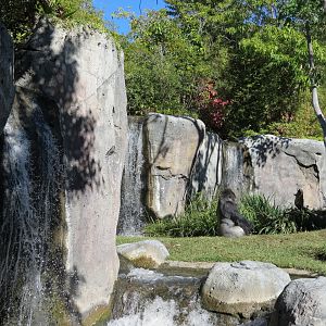 Lost Forest - Gorilla Tropics - Western Lowland Gorilla Exhibit