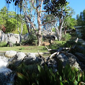 Lost Forest - Gorilla Tropics - Western Lowland Gorilla Exhibit