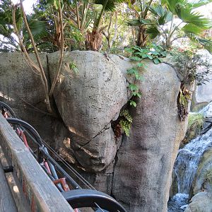Lost Forest - Gorilla Tropics - Western Lowland Gorilla Exhibit