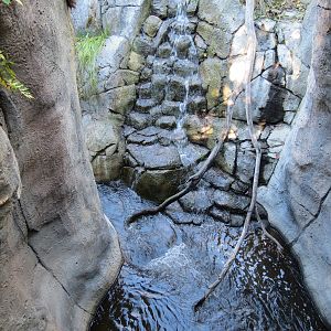 Lost Forest - Gorilla Tropics - Western Lowland Gorilla Exhibit