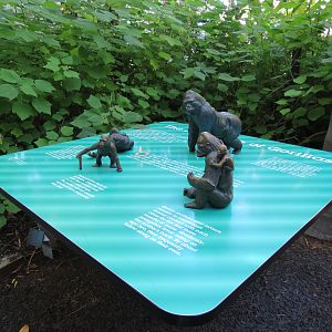 Lost Forest - Gorilla Tropics - Western Lowland Gorilla Exhibit