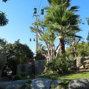 Lost Forest - Gorilla Tropics - Western Lowland Gorilla Exhibit