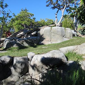 Lost Forest - Gorilla Tropics - Western Lowland Gorilla Exhibit