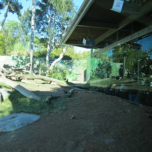 Lost Forest - Gorilla Tropics - Western Lowland Gorilla Exhibit