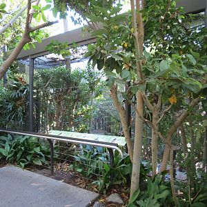 Lost Forest - Gorilla Tropics - Bearded Barbet and Others Exhibit