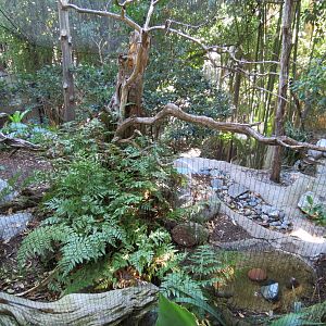 Lost Forest - Gorilla Tropics - Bearded Barbet and Others Exhibit