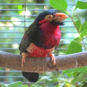 Lost Forest - Gorilla Tropics - Bearded Barbet and Others Exhibit