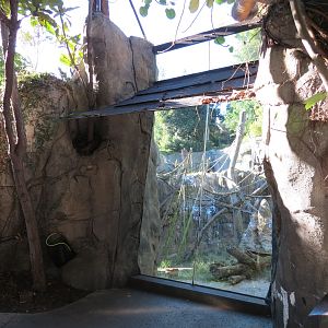Lost Forest - Gorilla Tropics - Bonobo Exhibit