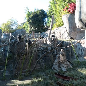 Lost Forest - Gorilla Tropics - Bonobo Exhibit