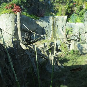 Lost Forest - Gorilla Tropics - Bonobo Exhibit