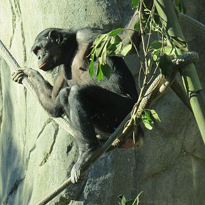 Lost Forest - Gorilla Tropics - Bonobo Exhibit