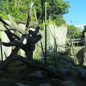 Lost Forest - Gorilla Tropics - Bonobo Exhibit