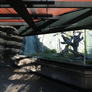 Lost Forest - Gorilla Tropics - Bonobo Exhibit