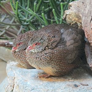 Lost Forest - Gorilla Tropics - Stone Partridge and Others Exhibit