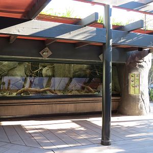 Lost Forest - Gorilla Tropics - Stone Partridge and Others Exhibit