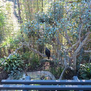 Lost Forest - Gorilla Tropics - Crowned Eagle Exhibit
