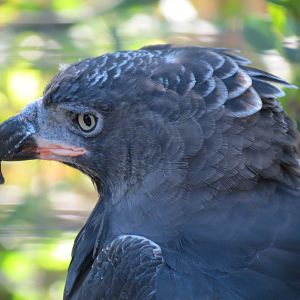 Lost Forest - Gorilla Tropics - Crowned Eagle Exhibit