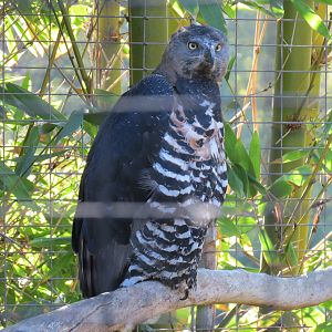 Lost Forest - Gorilla Tropics - Crowned Eagle Exhibit