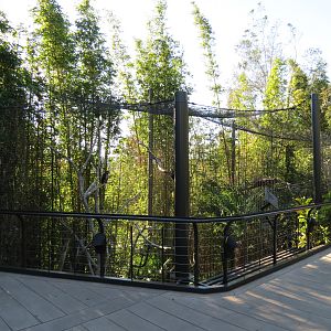 Lost Forest - Gorilla Tropics - Crowned Eagle Exhibit