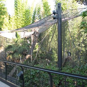 Lost Forest - Gorilla Tropics - Angolan Colobus Exhibit